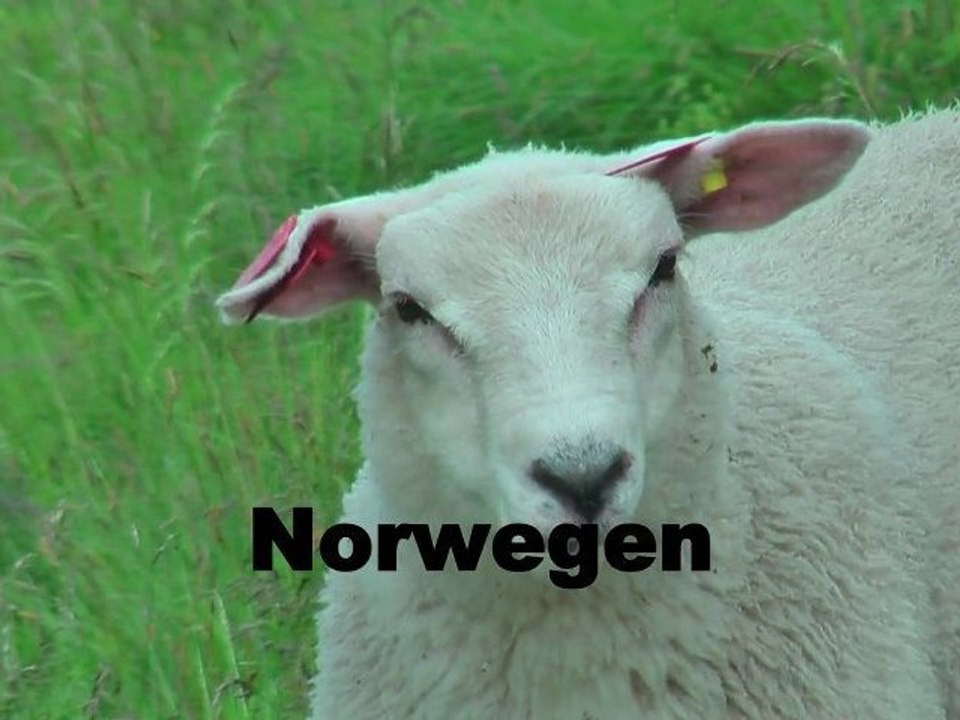 Trippin through Norway - 2012