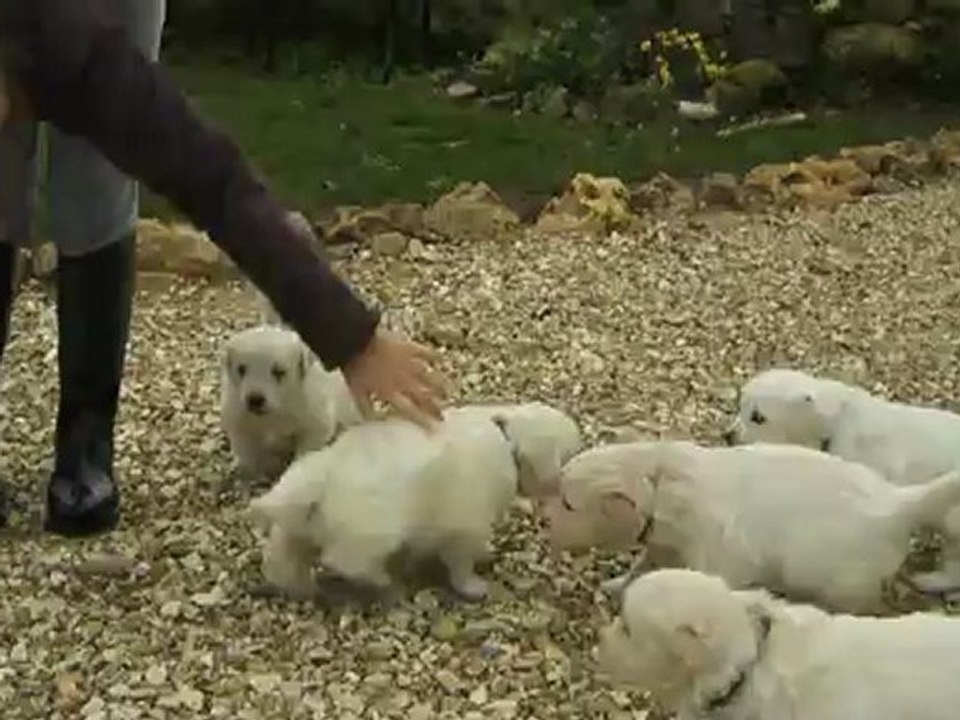 Les bébés Golden à 4 semaines - 1ère sortie dehors !!