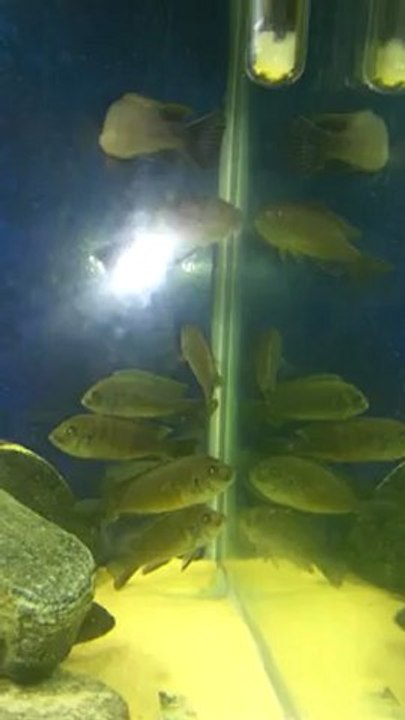bursa luwinho yellow head
