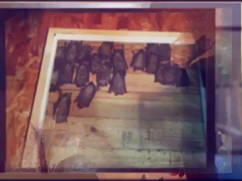 National Property Inspections - Horrors