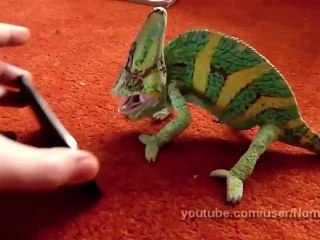 Supercut: Animals Playing With iPhones