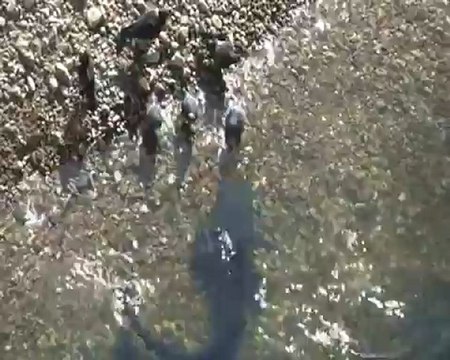 Des poissons-chats attaquent des pigeons dans le Tarn