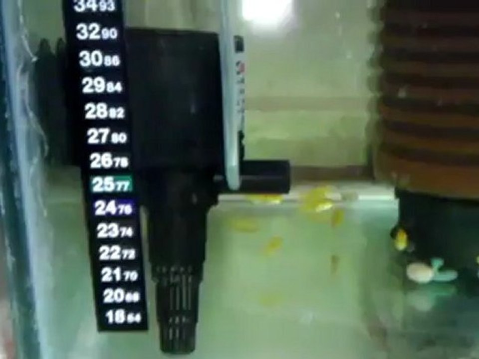 VIDEO0087