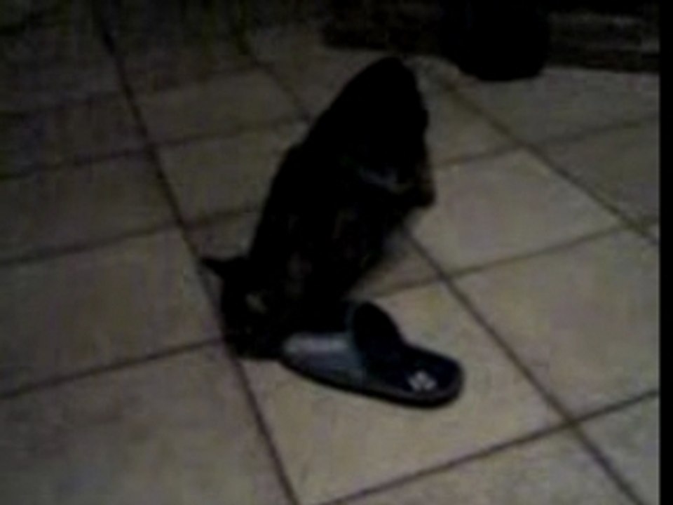 CHAT VS CHAUSSON