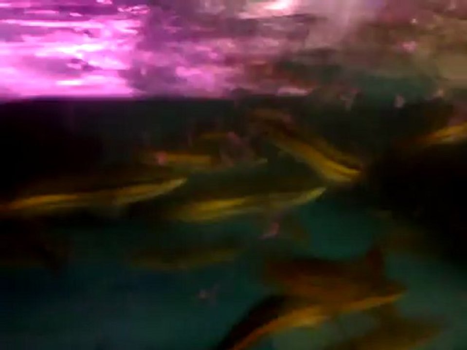 baby snakehead feeding time ( Ikan Toman )