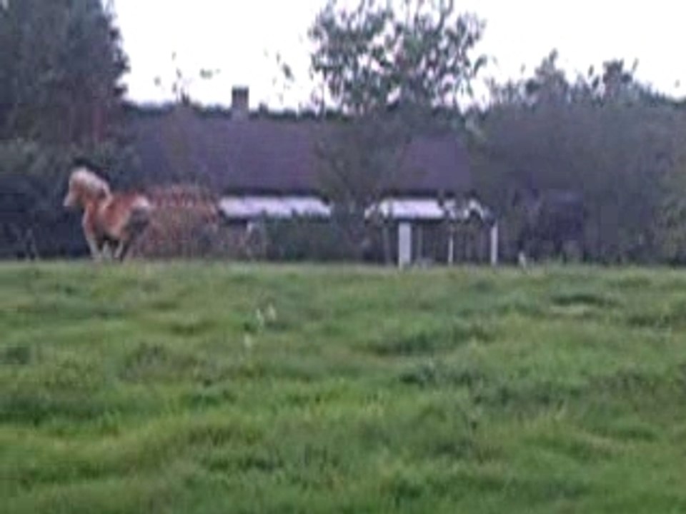 galOp des chevaux