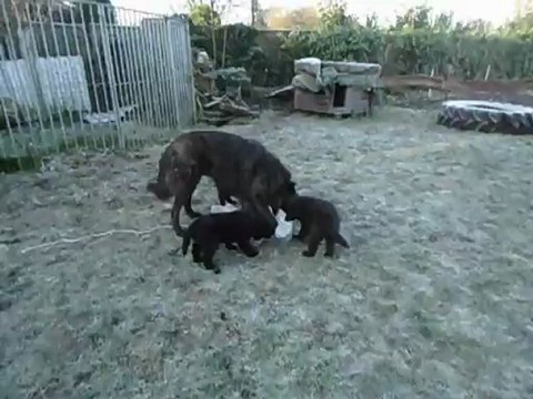 chiots Farah-Kayro 7 semaines