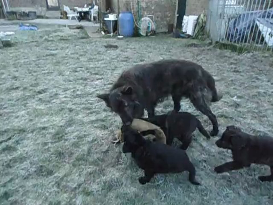 chiots Farah-Kayro 7 semaines
