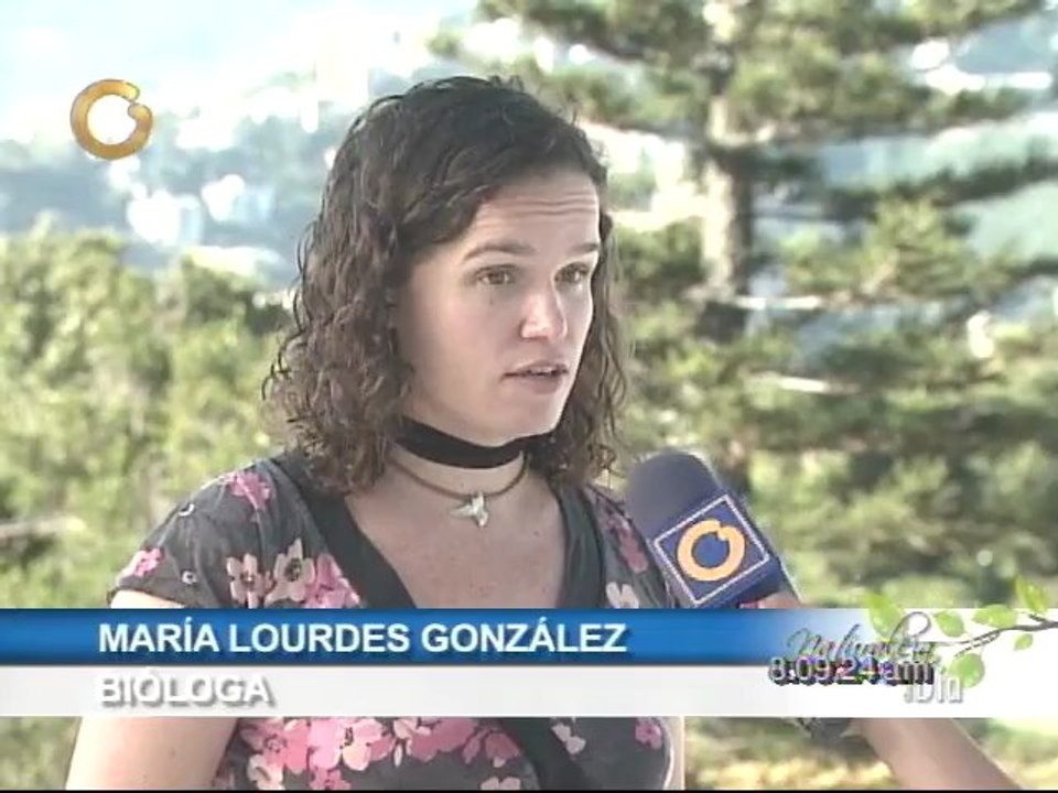 Naturaleza al Día: Conozca a las Guacamayas, loros y pericos de Caracas