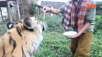 En video: Conozca al hombre que tiene de mejor amigo a un tigre de bengala