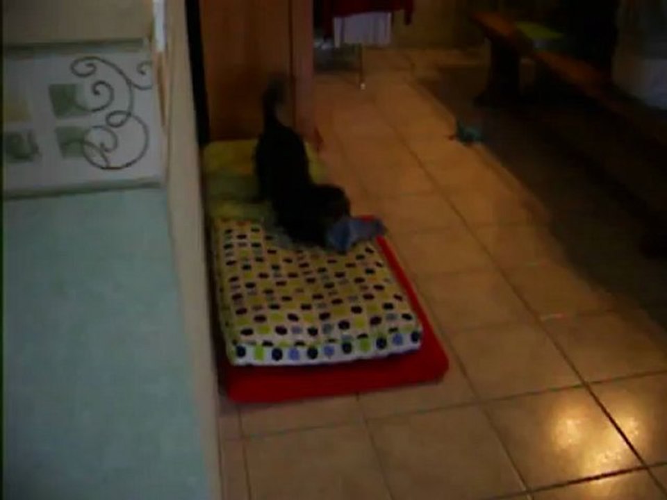 les titous