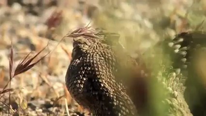 belgesel hayvanlar alemi..