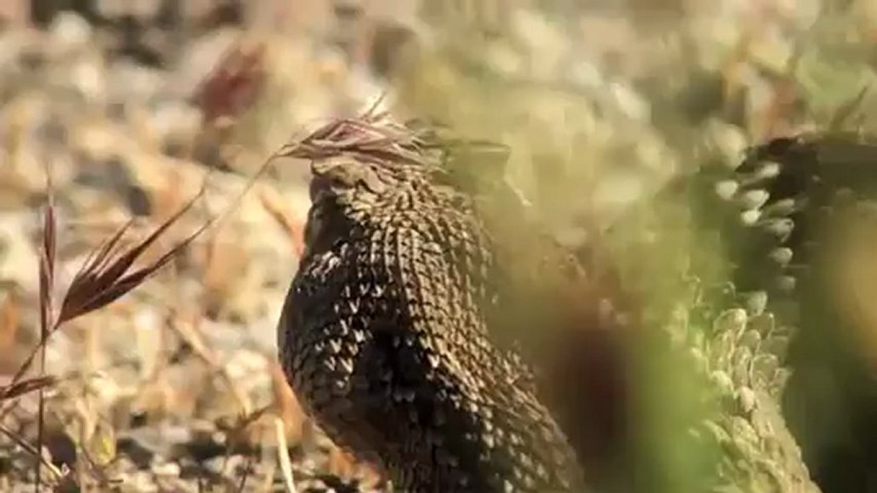 belgesel hayvanlar alemi..