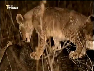 kusursuz avcilar aslanlar..