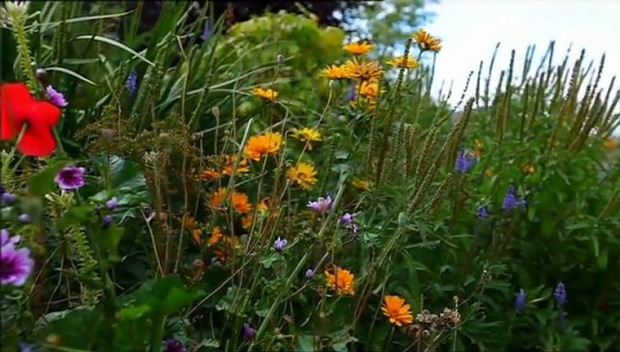 Belles plantes mais pas potiches