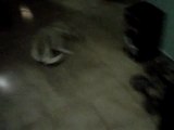 VID 00006-20121202-2047[1]DOG SPINNING AROUND IN CIRCLES AND HIS HEAD HIT ON THE WALL- BLOCK AND KEEPS ON SPINNING!