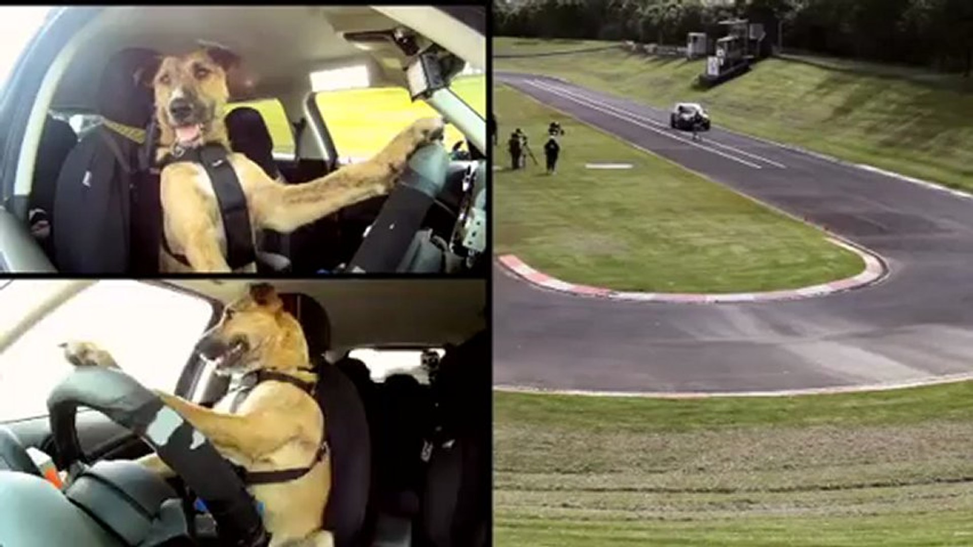 Porter, le premier chien qui conduit une voiture - Vidéo Dailymotion
