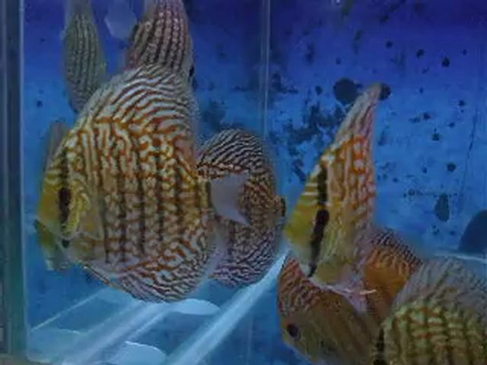 11.12.2012 - Discus