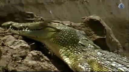 Cocodrilos Gigantes(asturweb)