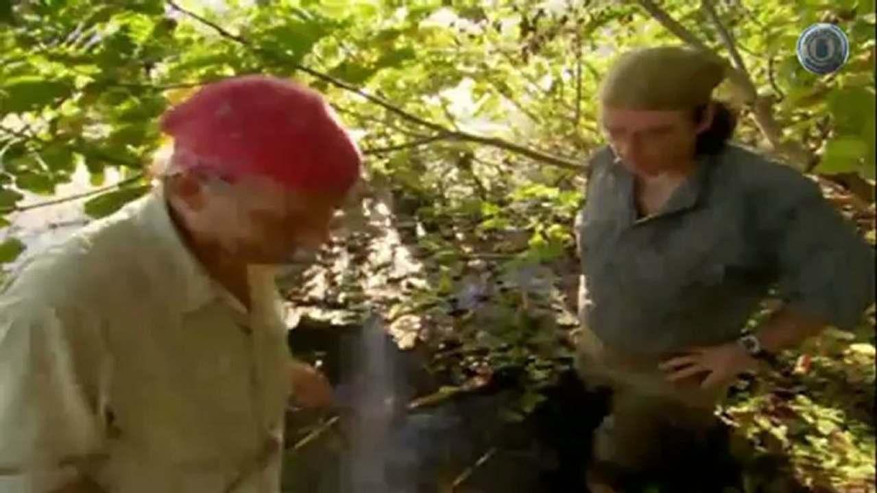 Insectos Mortales(asturweb)