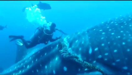 En Video: Así rescatan a un tiburón ballena en México