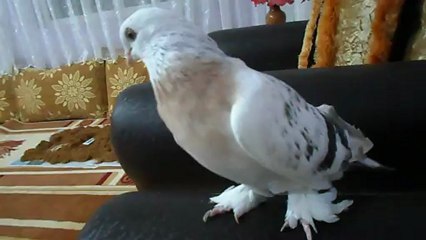 Mardin-Mazıdağı Kuşları -Levent Kry