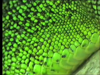 L'été des lézards