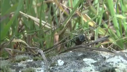 Formats Ibériques : le monde des fourmis