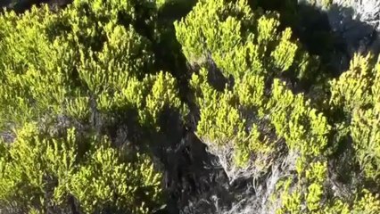 L’Ivresse des pitons