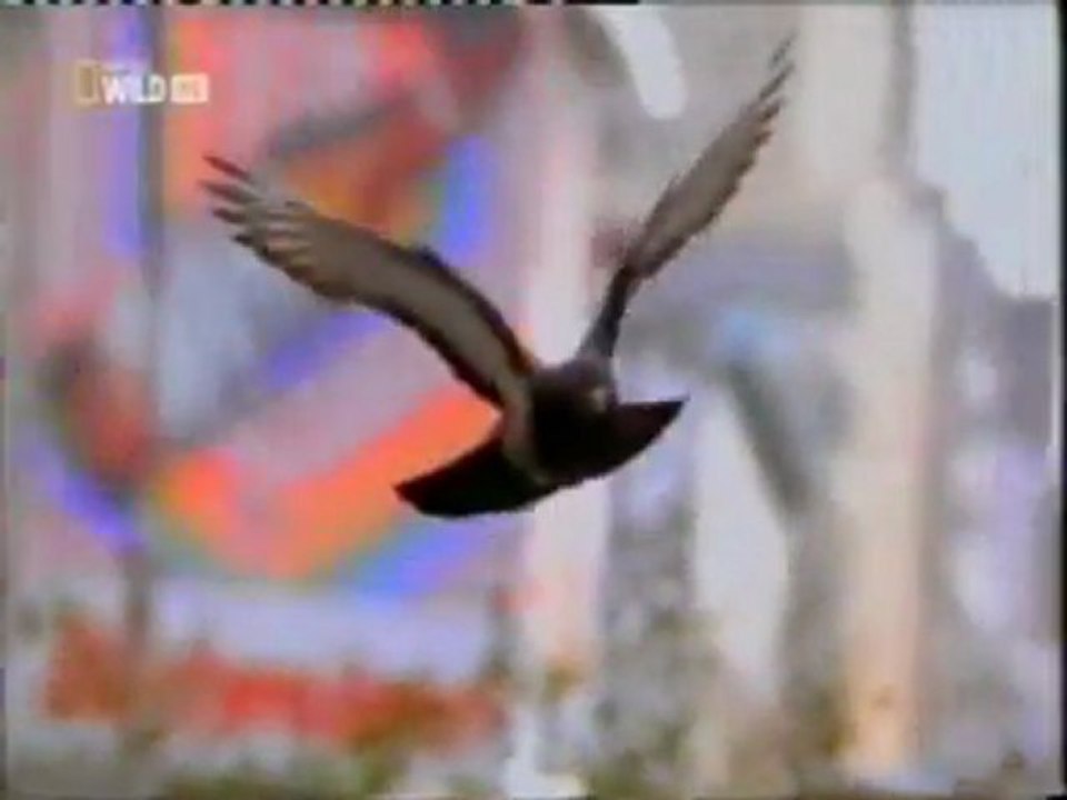Palomas: ¿Como se orientan?
