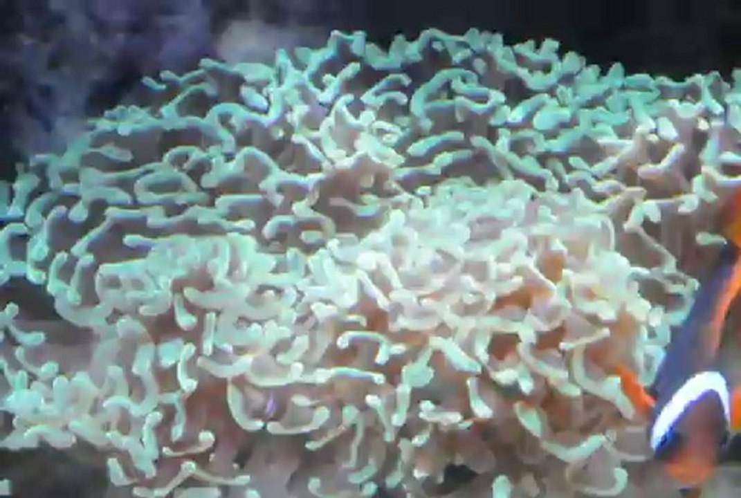 l'euphyllia ancora