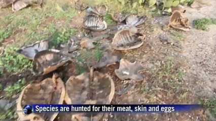 Nesting turtles in decline on Mexican beach