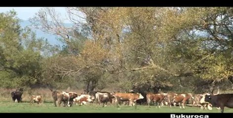 Reportazh nga Fshati Bukuroce