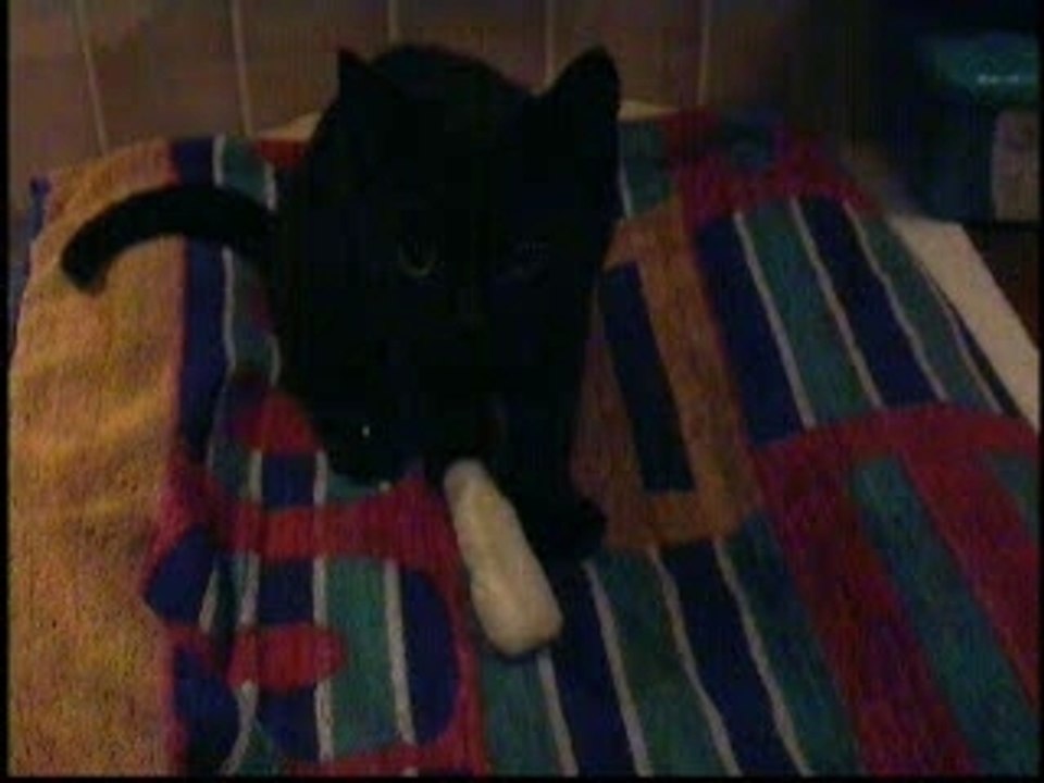 sacha2