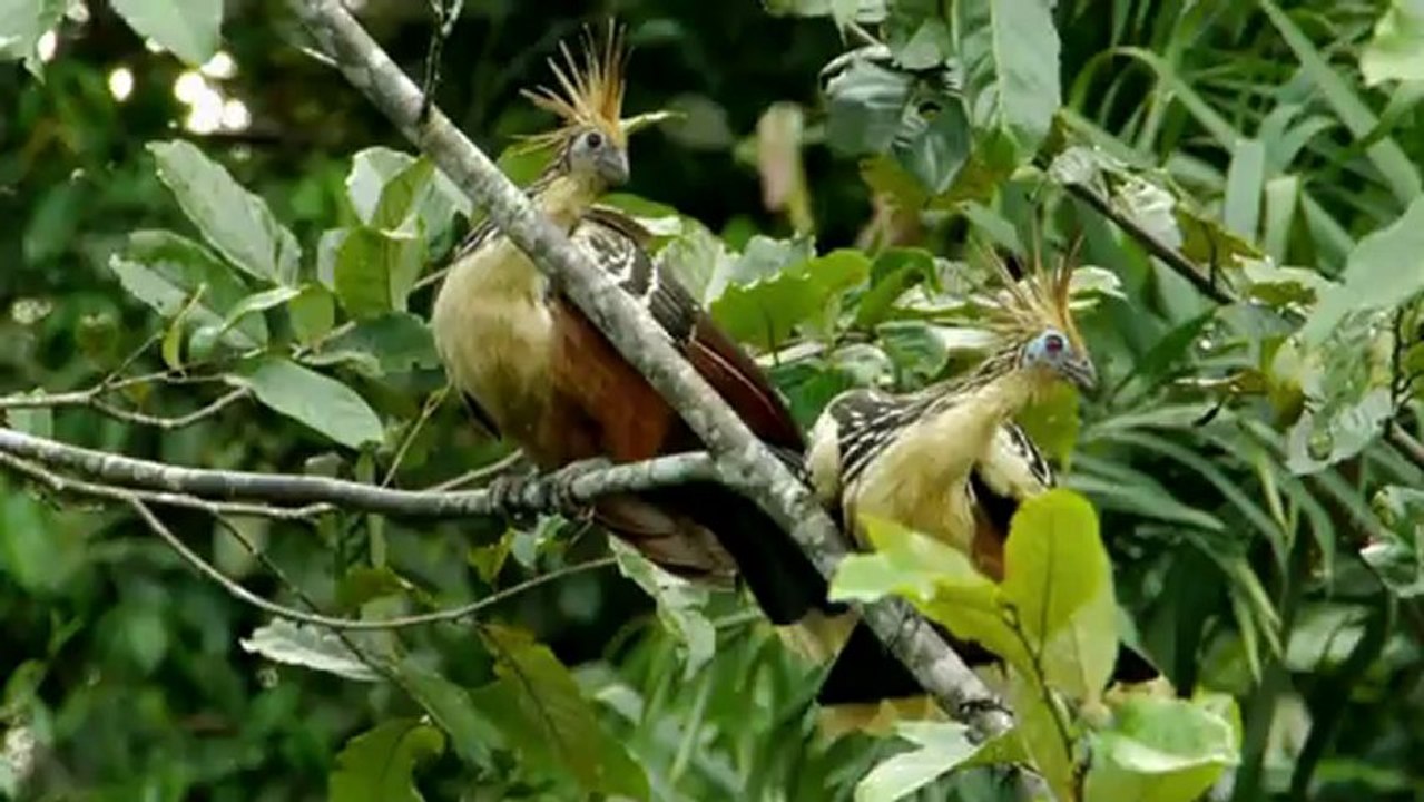Öl-Fieber bedroht Dschungel-Paradies in Ecuador