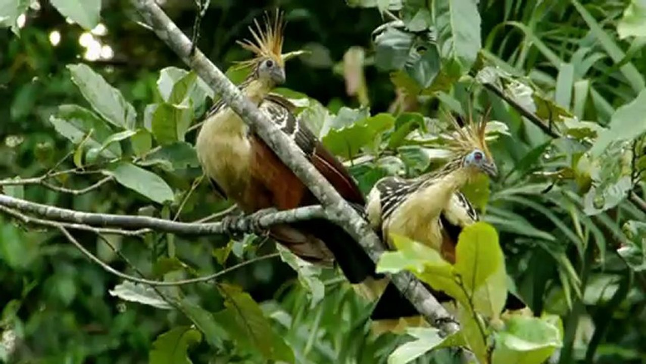Öl-Fieber bedroht Dschungel-Paradies in Ecuador