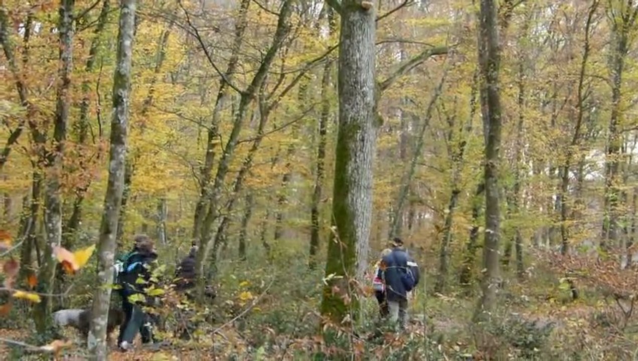 Forêt d'Automne