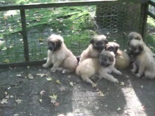 chiots labrits
