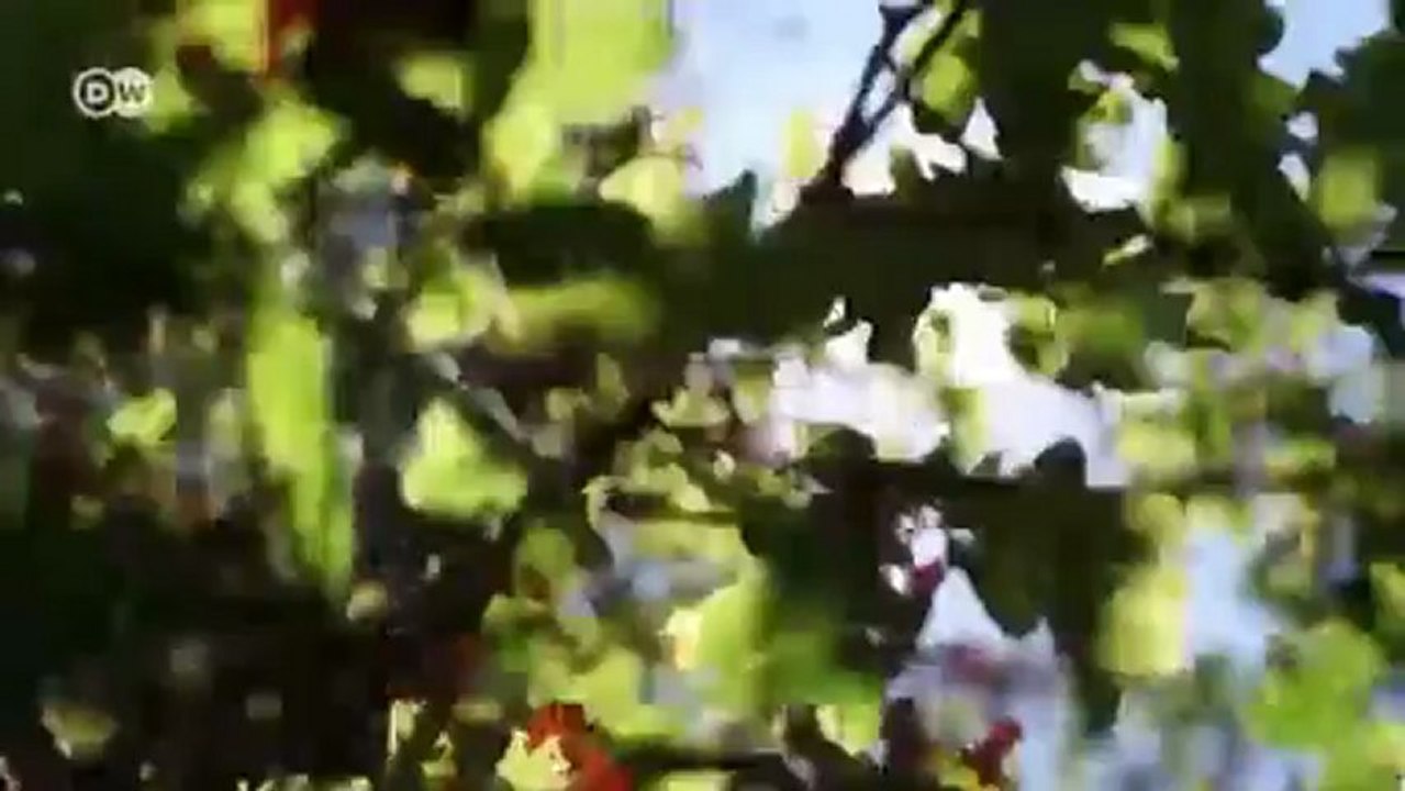 Boys Noize - Global Player der Elektroszene | PopXport