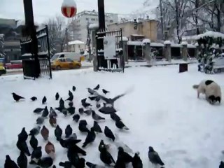 Porumbeii din Parcul COPOU-Iasi 12 dec. 2012