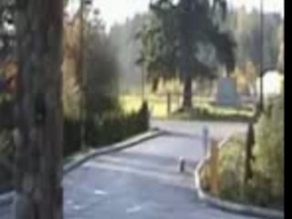 Tyson The Skateboarding Bulldog 05
