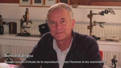 La fertilité humaine en danger ?
