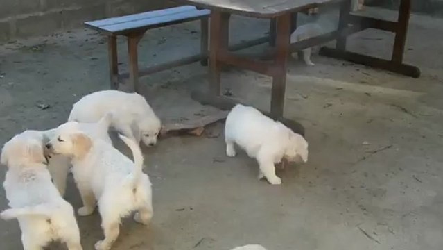 les chiots golden retriever à 7 semaines - 1