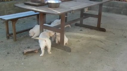 chiots golden retriever à 7 semaines - 3