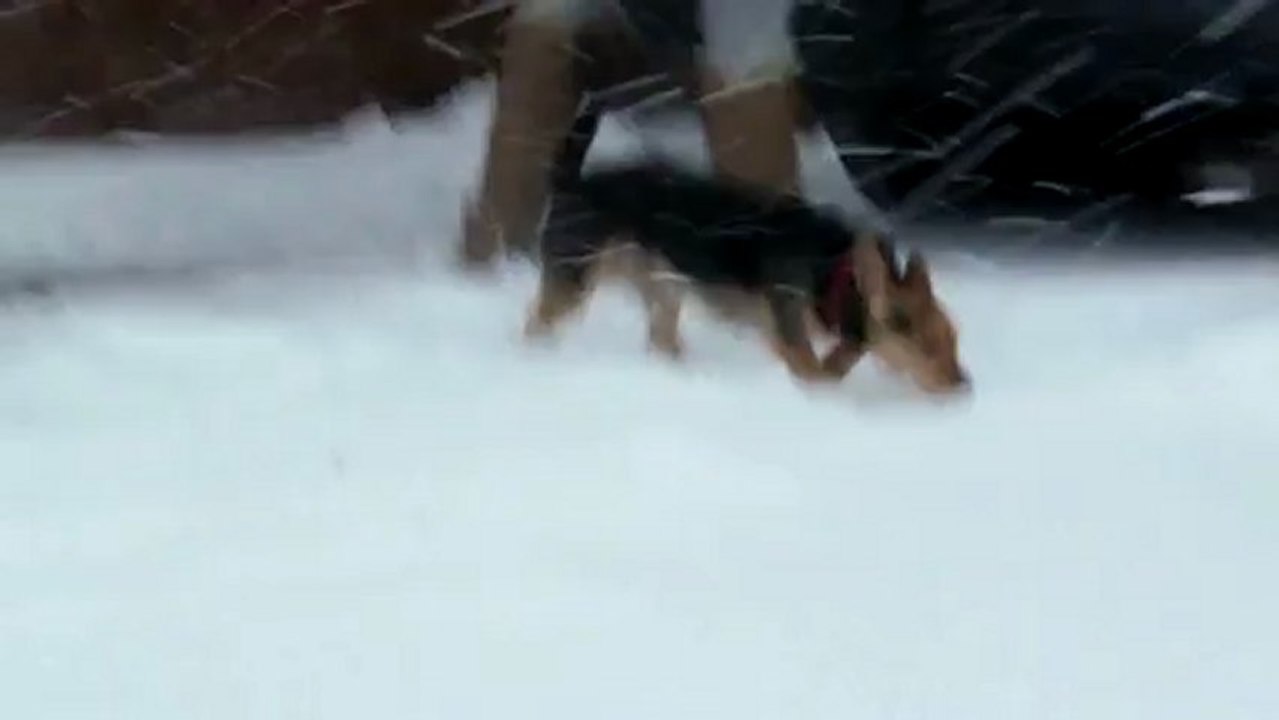 Hund im Schnee