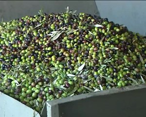 Σε απόγνωση οι ελαιοπαραγωγοί της Αν.Φθιώτιδας