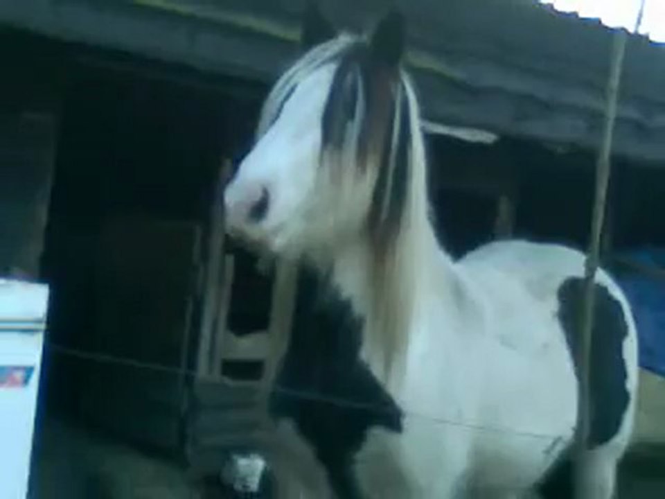 Luna me voit ariver (ou plutot son repas du jour ^^ )