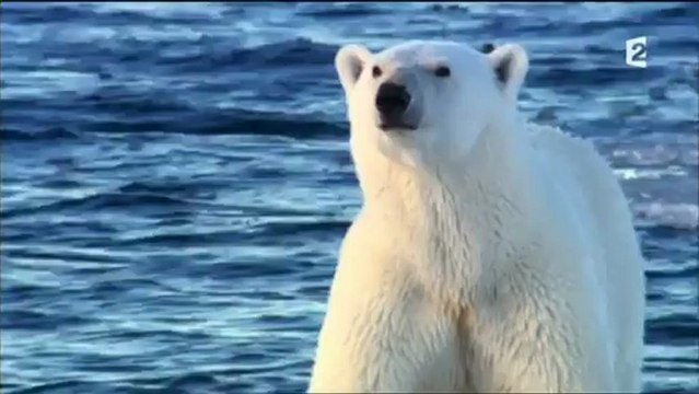 Grandeurs Nature - Ours polaires - Les espions de la banquise