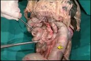anatomia veterinaria - cavidad abdominal 4