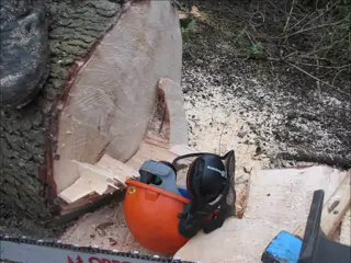 large spruce falling (90ft tall)